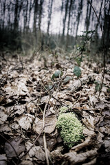 Fallen leaves and branches in a English woodland during