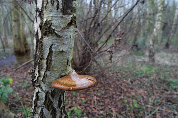Birch Polypore on tree  on overcast winter day on urban woodland