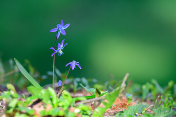 Sibirischer Blaustern (Scilla siberica)