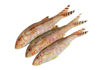 Goatfish or red mullet isolated on white background