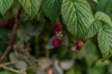 Scarlet red pink raspberries on branches with green carved leaves on bushes in the summer garden. Harvest. Siberia. Close-up