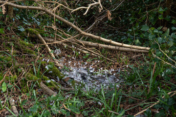 Obraz premium Pigeon feathers from dead bird on ground next to branches