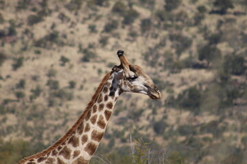 Photo Taken in Pilanesberg National Park.