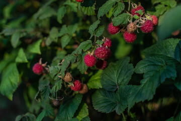 Scarlet pink red ripe raspberries on branches with green carved leaves on bush in the summer garden. Harvest in sunlight