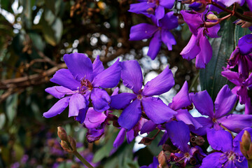 Purple princess flower (Tibouchina granulosa), Diamantina, Brazil 