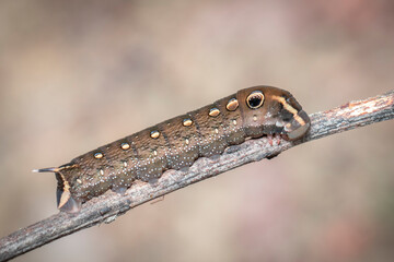 Image of brown caterpillar on branch on natural background. Insect. Brown worm. Animal.