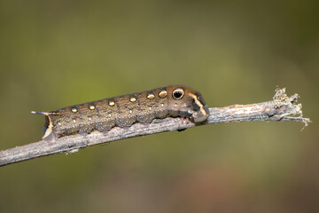 Image of brown caterpillar on branch on natural background. Insect. Brown worm. Animal.