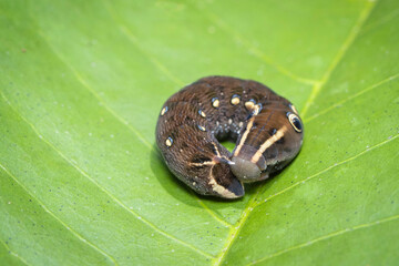 Image of brown caterpillar on green leaf. Brown worm. Insect. Animal.