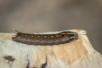 Image of brown caterpillar on a natural background. Insect. Brown worm. Animal.