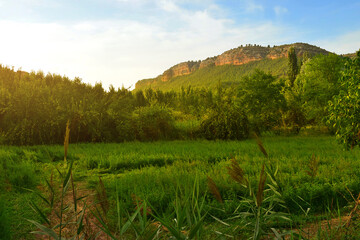 Beautiful rural landscape with green field, trees and mountains in the background with golden sunset light