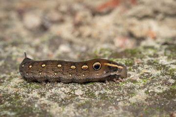 Image of brown caterpillar on the floor. Insect. Brown worm. Animal.