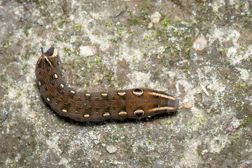 Image of brown caterpillar on the floor. Insect. Brown worm. Animal.