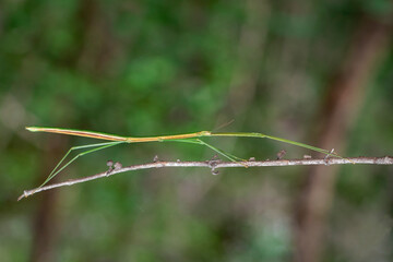 Image of a siam giant stick insect on the branch on nature background. Insect. Animal.