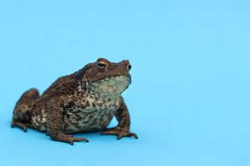 Brown earthen toad on a blue background looks into the lens of the Moscow region