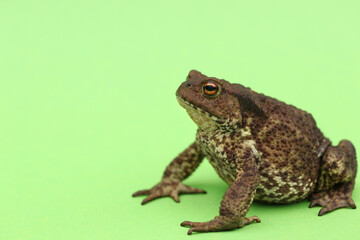 Brown earthen toad on a green background looks into the lens of the Moscow region