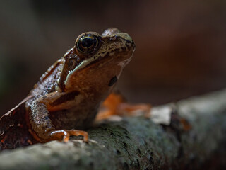 Frosch