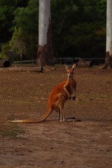 Adult Kangaroo stares out you