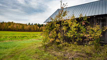 Traditional old gray barn in the field with autumn colors.