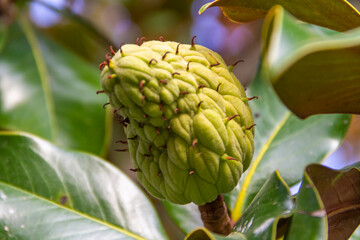Fruit of magnolia grandiflora still green on the tree