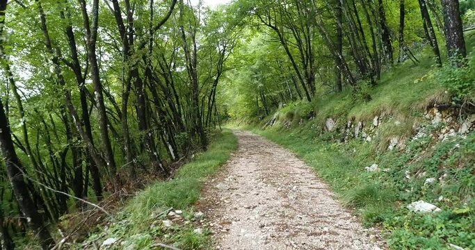 Trail through dense green forest, drone fly through