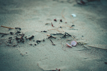 open pink shell of sea snail lies on beach sand