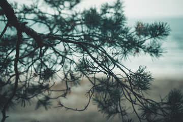 pine tree branches
