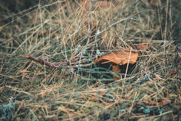 mushroom in the forest