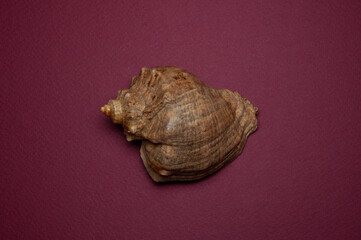 Sea shell conch spiral beach ocean on red backdrop