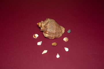 Sea shell conch spiral beach ocean on red backdrop