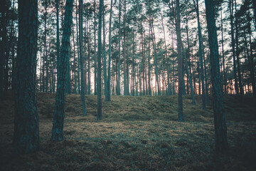 Fototapeta premium morning in the forest