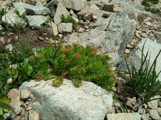 flowers on the stone