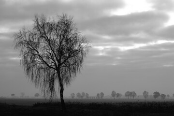 Obraz premium Tree in the fog