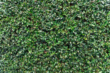 Texture of a decorative green bright shrub