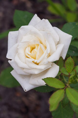 White Rose with Green Leaves
