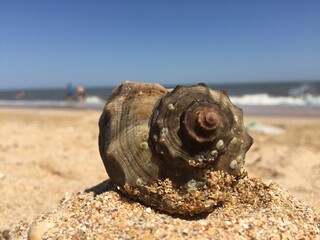 seashell on the beach