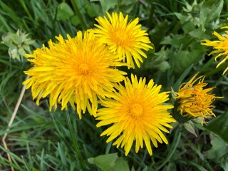 Close-up of yellow dandelions with green background. Daylight