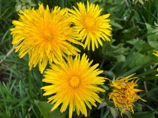 Close-up of yellow dandelions with green background. Daylight