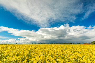 Gewitterzelle über einem Rapsfeld