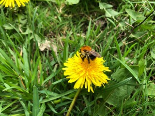 The bumblebee sits on a dandelion with greenery background. Yellow flower