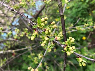 Spring photo of a cherry branch with lots of small buds. GReen background with copy space