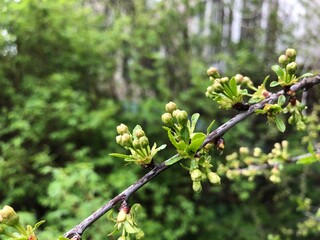 Spring photo of a cherry branch with lots of small buds. GReen background with copy space