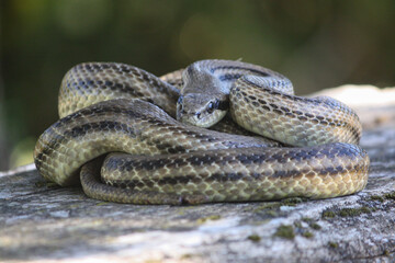 Serpente cervone che riposa