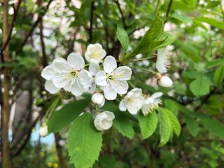 Blossoming cherry tree with green leaves and copy space