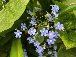 Blue gentle forget-me-nots with green leaves during the day