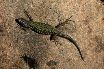 Eidechse, Echse, Steinmauer, 