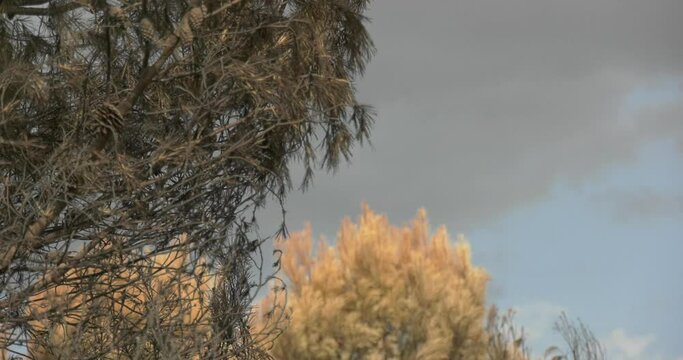 Zona incendiada de bosque mediterr&aacute;neo 4k
