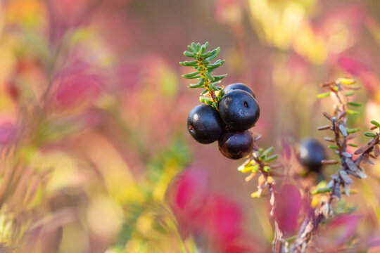 Close-up of Black crowberries in the middle of colorful autumn leaves in Northern Finland. 