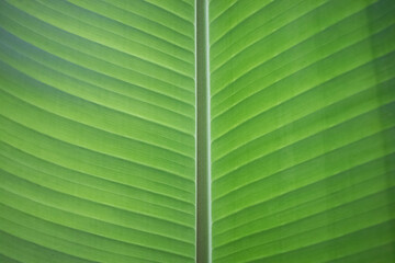 Closeup of a banana leaf