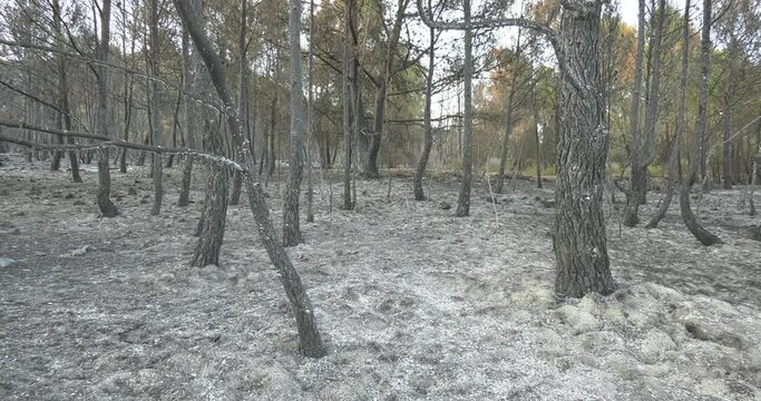 Zona incendiada