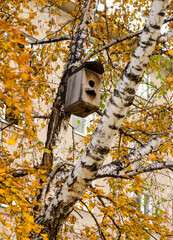 A bird house perched high on a tree trunk. Birdhouse. Birch with yellowed leaves. 
